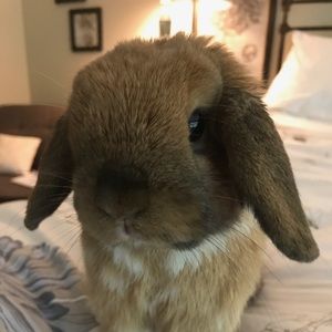 Meet your Posher, Isabella